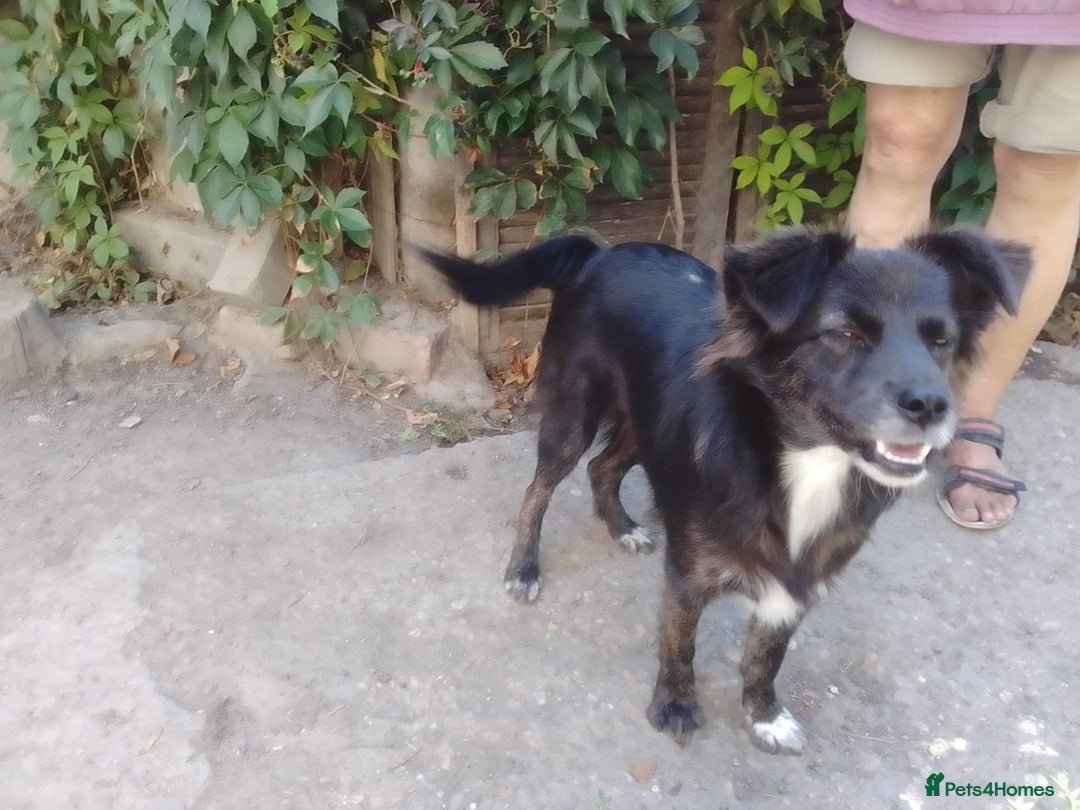Mixed Breed dogs for adoption: Cute Briggie looking for LOVE - Image 9
