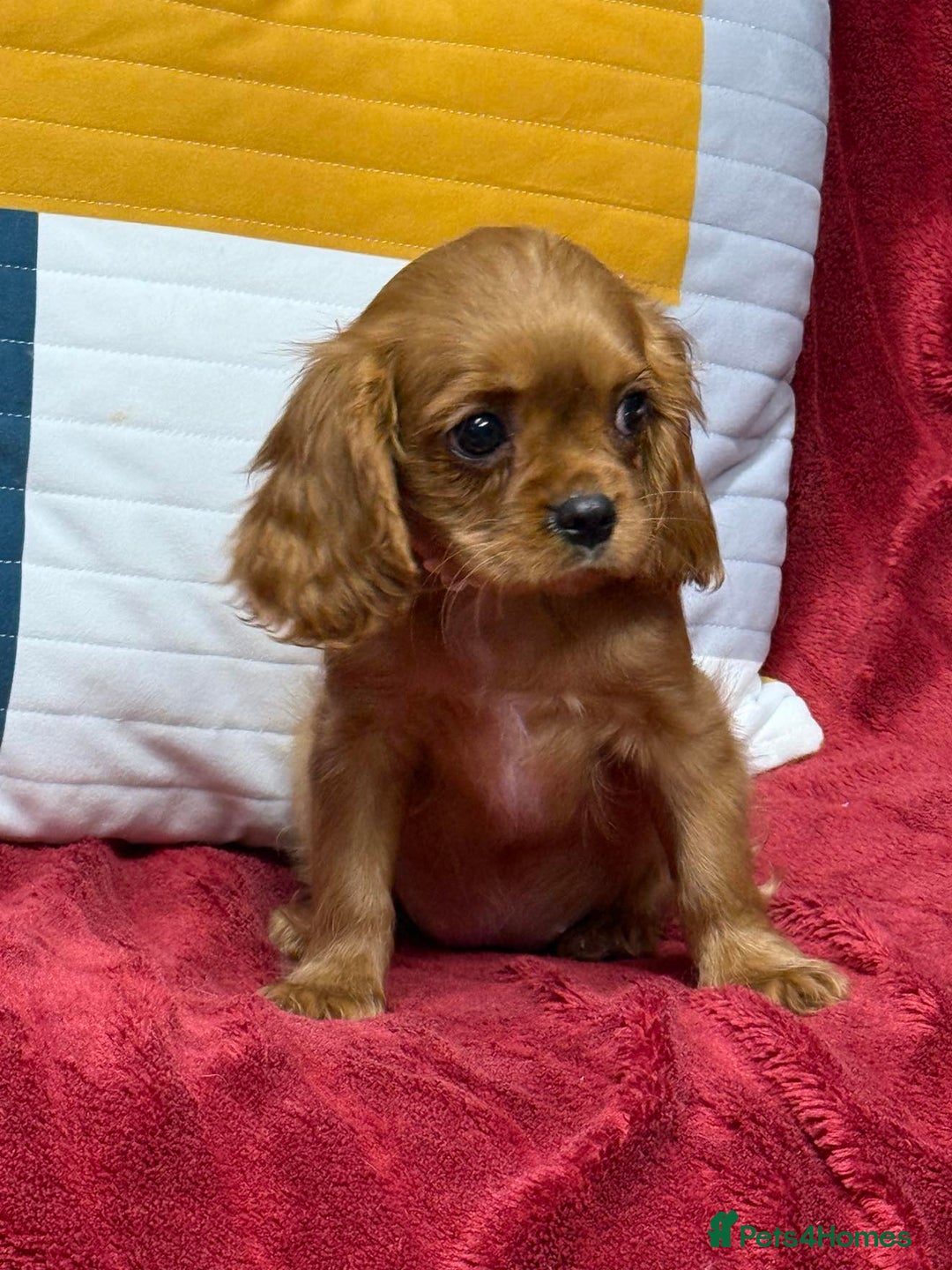 Cavalier King Charles Spaniel dogs for sale: Cavalier king Charles  Ruby's puppy's   - Image 11