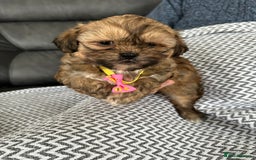 Shih Tzu dogs for sale: Shih Tzu puppies  - Image 11