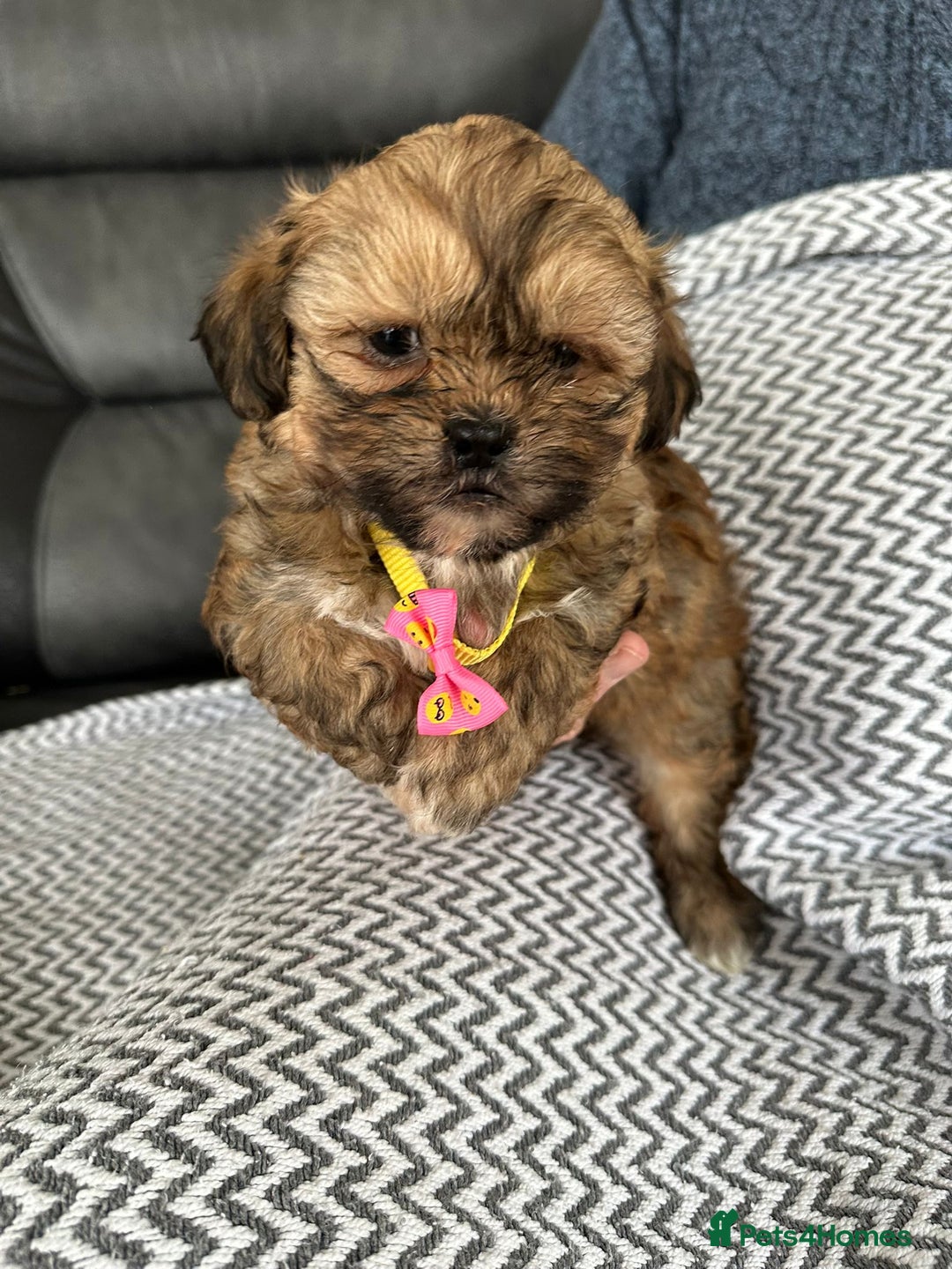 Shih Tzu dogs for sale: Shih Tzu puppies  - Image 11
