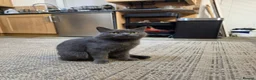 Scottish Fold cats for sale: Scottish fold female in Bradford - Advert 1