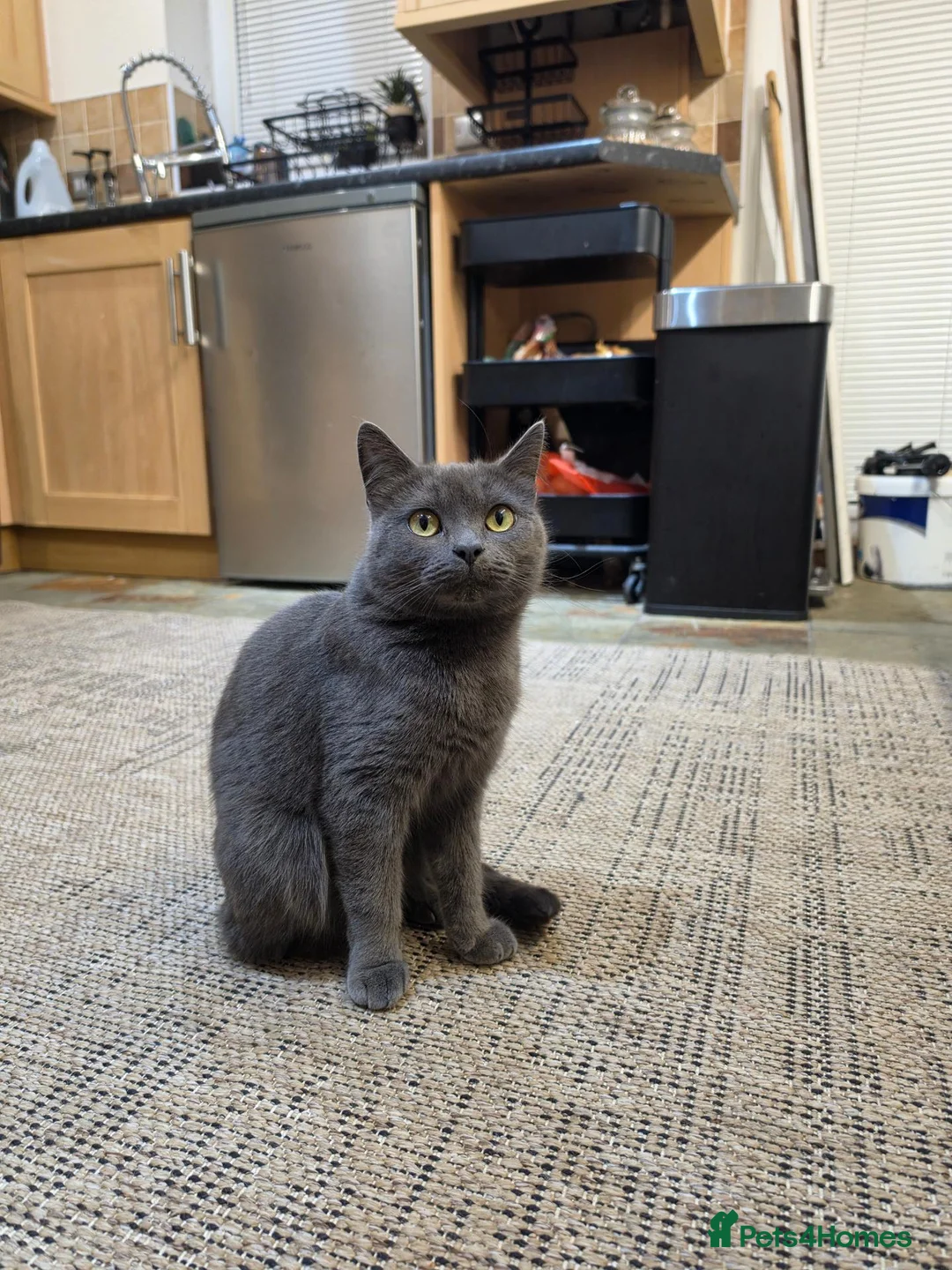 Scottish Fold cats for sale: Scottish fold female in Bradford - Advert 1