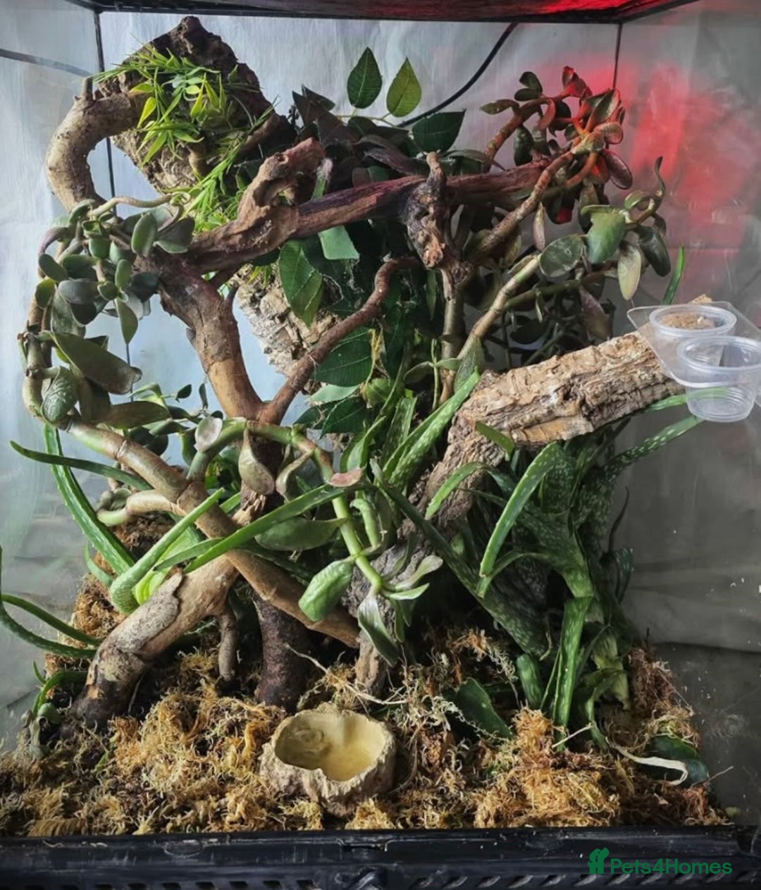 Frog reptiles for sale: Whites tree froglets  - Image 9