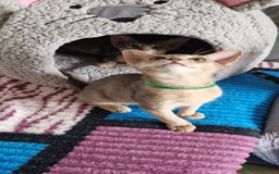 Abyssinian cats for sale: Pure Abyssinian kittens ❤️Ready to go 😍  - Image 11