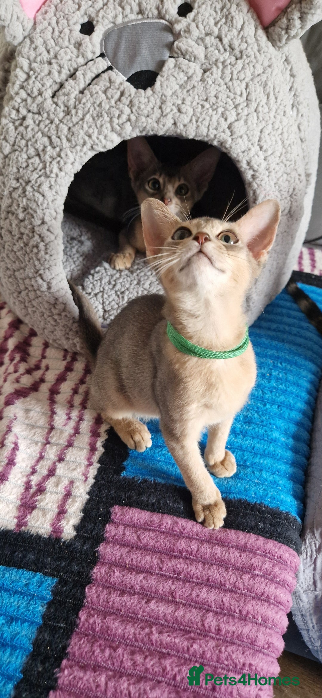 Abyssinian cats for sale: Pure Abyssinian kittens ❤️Ready to go 😍  - Image 11
