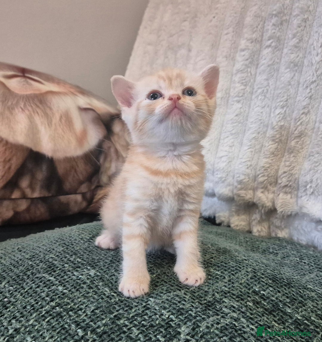 British Shorthair cats for sale: Beautiful British shorthair kittens - Image 33