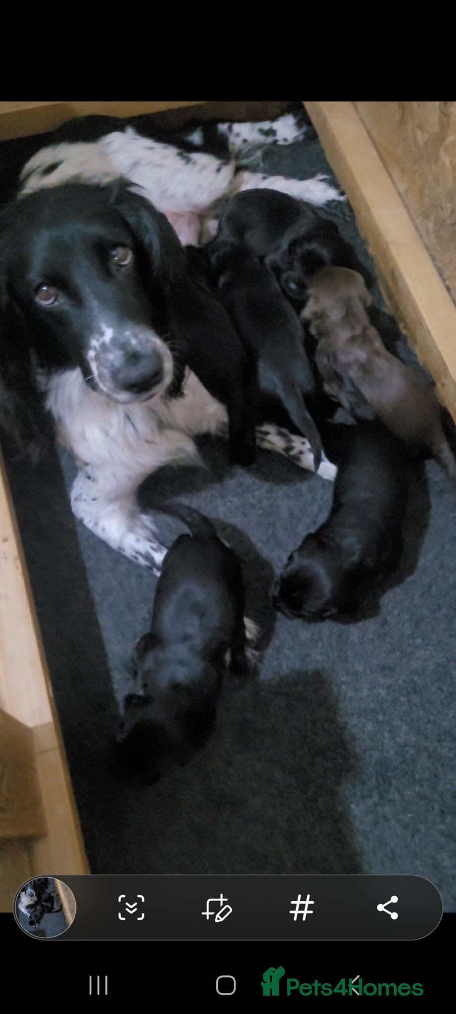 Sprocker dogs 6 beautiful sprocker puppies  - Advert 2
