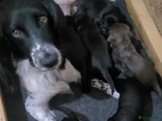 Sprocker dogs 6 beautiful sprocker puppies - Advert 6