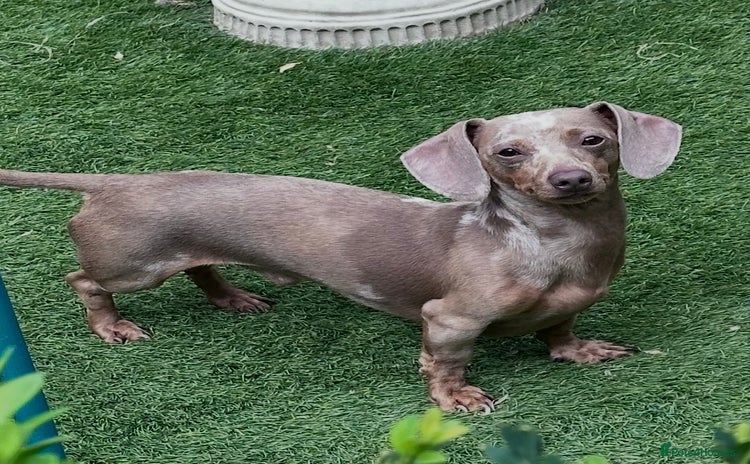 Miniature Dachshund dogs - Advert 2