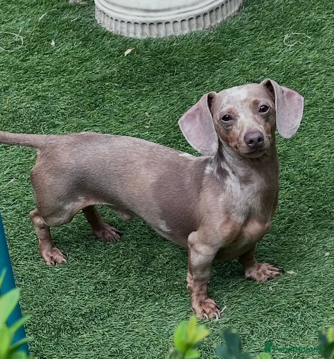 Miniature Dachshund dogs for stud: 💎🐾KC Isabella dapple stud🐾💎 - Image 1