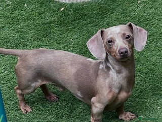 Miniature Dachshund dogs - Advert 20