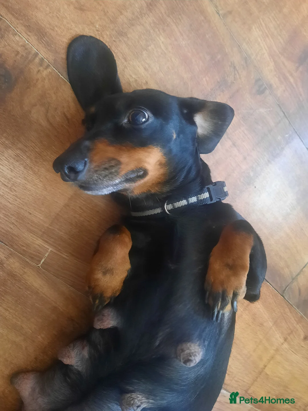 Dachshund dogs for sale: Dachshund puppies  - Advert 2