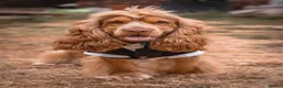 Cocker Spaniel dogs for stud: Show KC Cocker Spaniel Chocolate Sable at Stud - Advert 5
