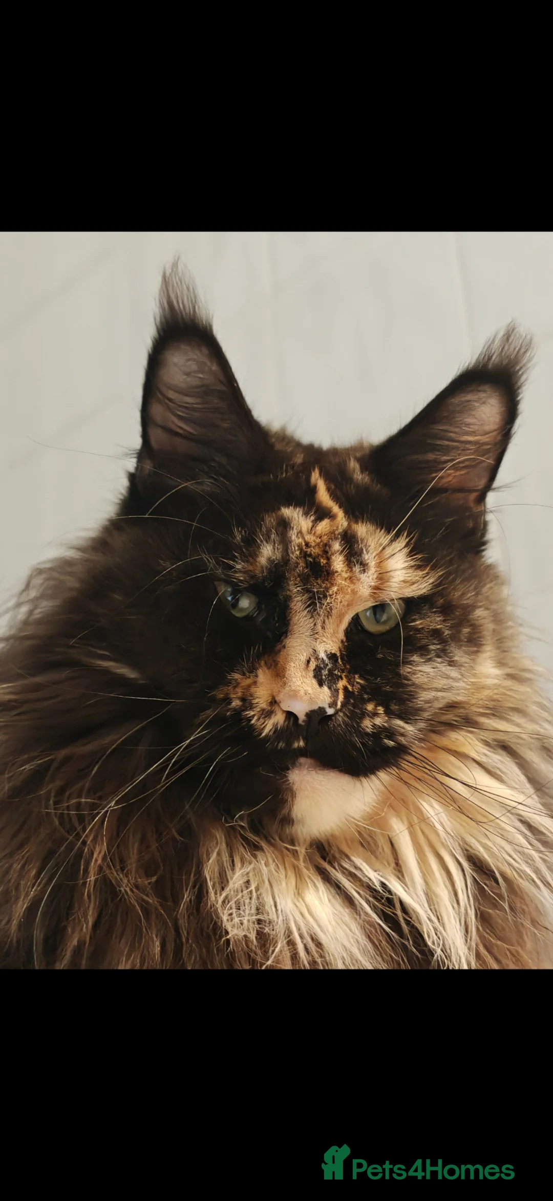 Maine Coon cats for sale: Full pedigree Maine coon kittens - Advert 20