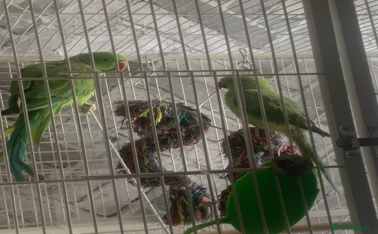Parakeets birds - Advert 1