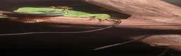 Lizard reptiles for sale: Green basilisk with full setup  - Advert 6