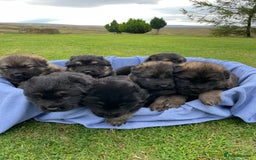 German Shepherd dogs for sale: Gorgeous German Shepherd pups - Image 1