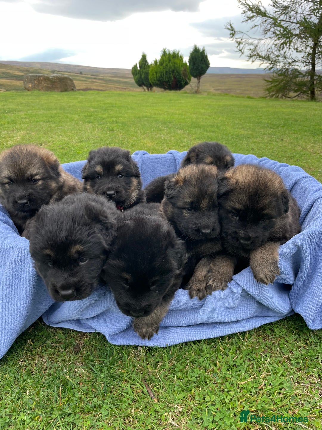 German Shepherd dogs for sale: Gorgeous German Shepherd pups - Image 1