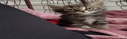 Mixed Breed cats for sale: 🐾 6 Beautiful Bengal × British Longhair Kittens🐾 - Advert 35