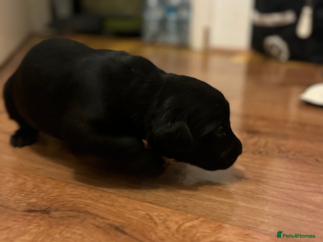 Labrador Retriever dogs for sale: Adorable Family-Raised Puppies 🐶✨ - Advert 9