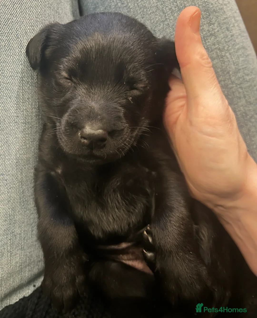 Labrador Retriever dogs for sale: Black and golden Labrador pups for sale  in Darlington - Advert 8