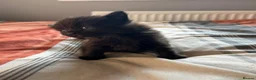British Shorthair cats for sale: Kittens x4 - Advert 18