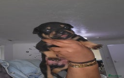 Mixed Breed dogs for sale: Beautiful Ridgeback Staffy x Rottweiler Puppies - Image 17