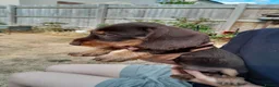 Miniature Dachshund dogs for sale: Miniature wire haired dachshunds - Advert 11