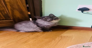 Scottish Fold cats in Derby - Advert 5