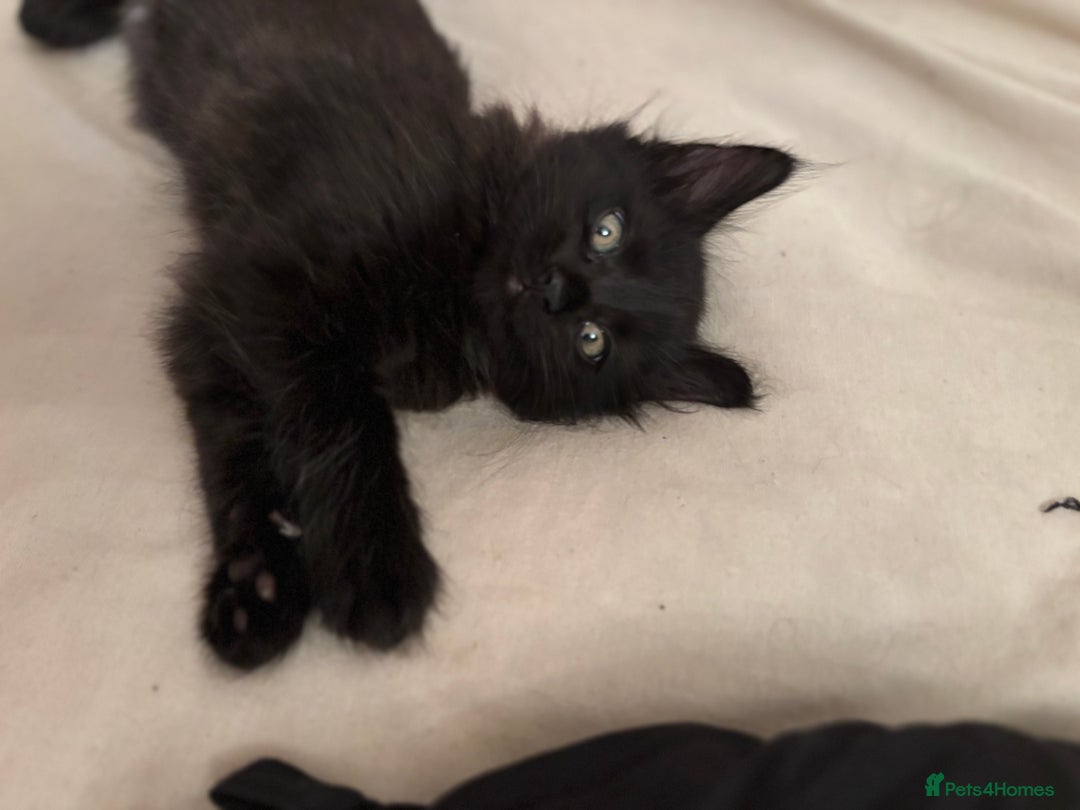 Mixed Breed cats for sale: 4 beautiful kittens for sale  - Image 6
