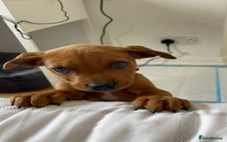 Mixed Breed dogs for sale: American Bullwiler puppy 11 weeks! - Image 3