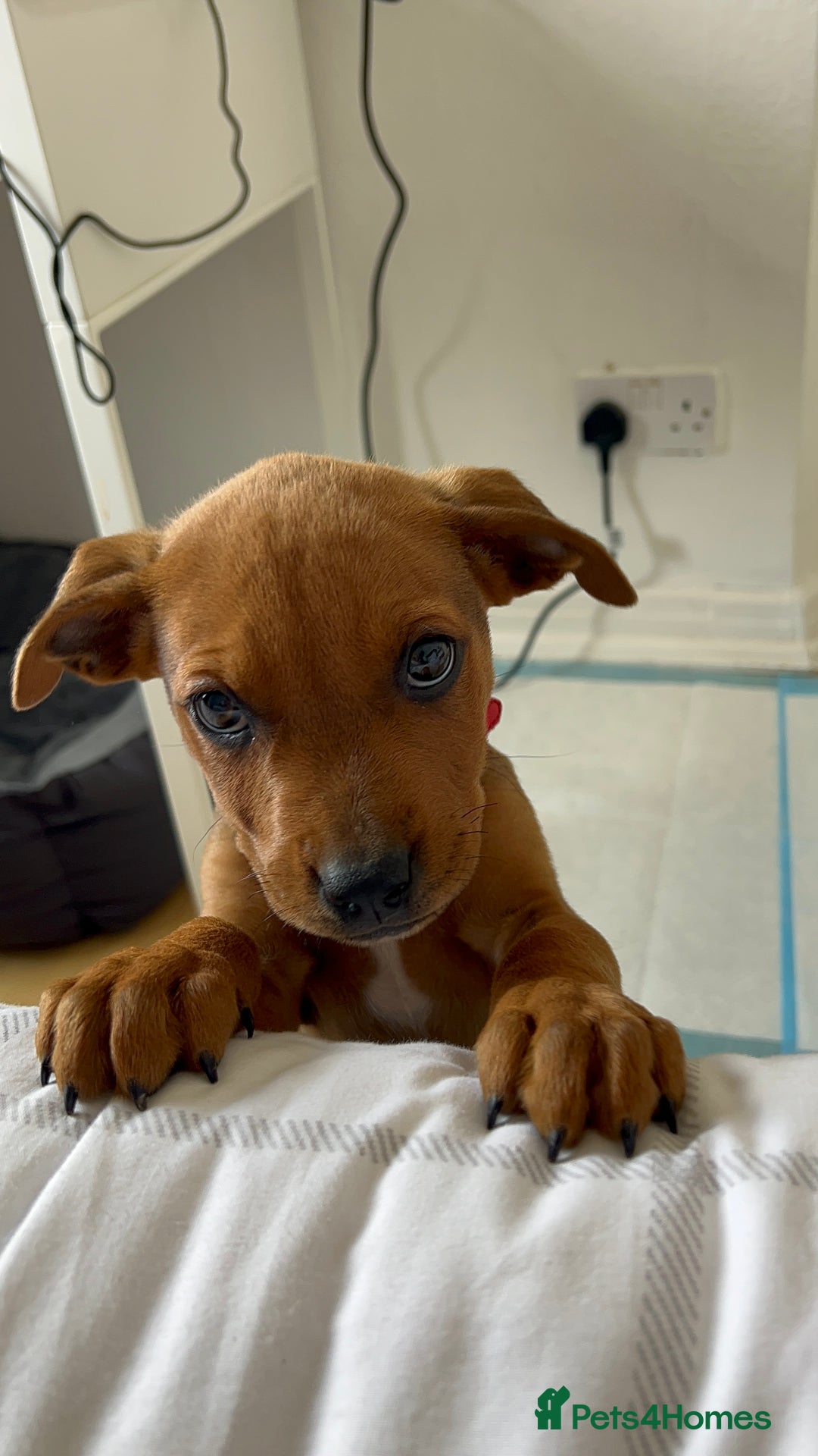 Mixed Breed dogs for sale: American Bullwiler puppy 11 weeks! - Image 3