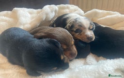 Jack Russell dogs for sale: Miniature Jack Russells  - Image 4
