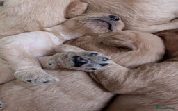 Labradoodle dogs for sale: F1 Labradoodle puppies  - Image 4