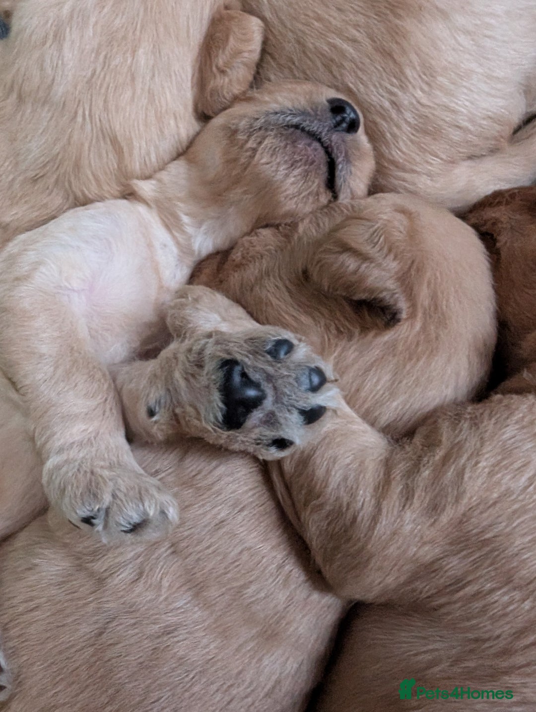 Labradoodle dogs for sale: F1 Labradoodle puppies  - Image 4