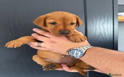 Labrador Retriever dogs for sale: KC registered Fox Red Labrador puppies  - Image 15