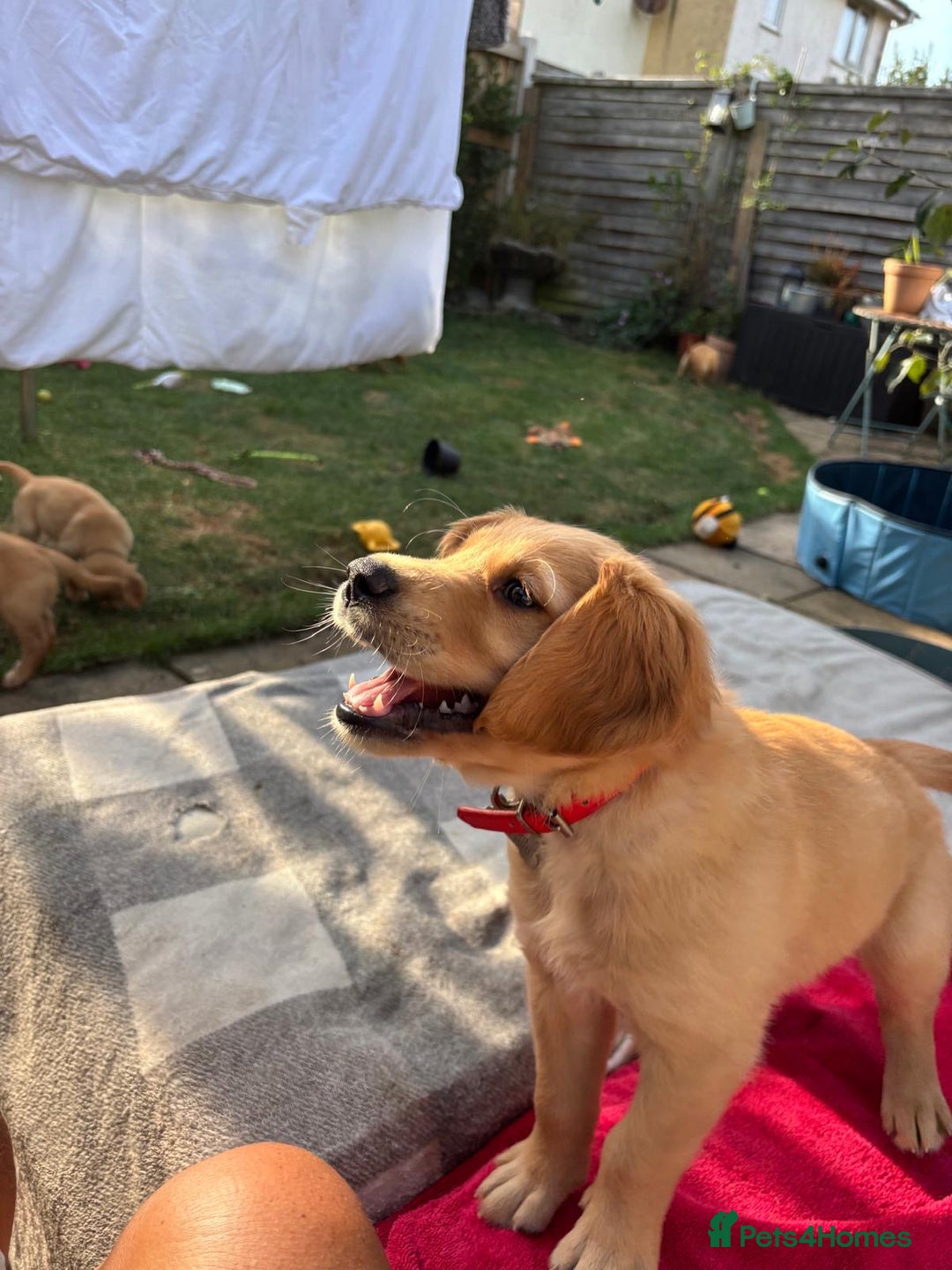 Golden Retriever dogs for sale: 🐾 Ready Soon!! KC Golden Retriever Male Puppies - Image 7