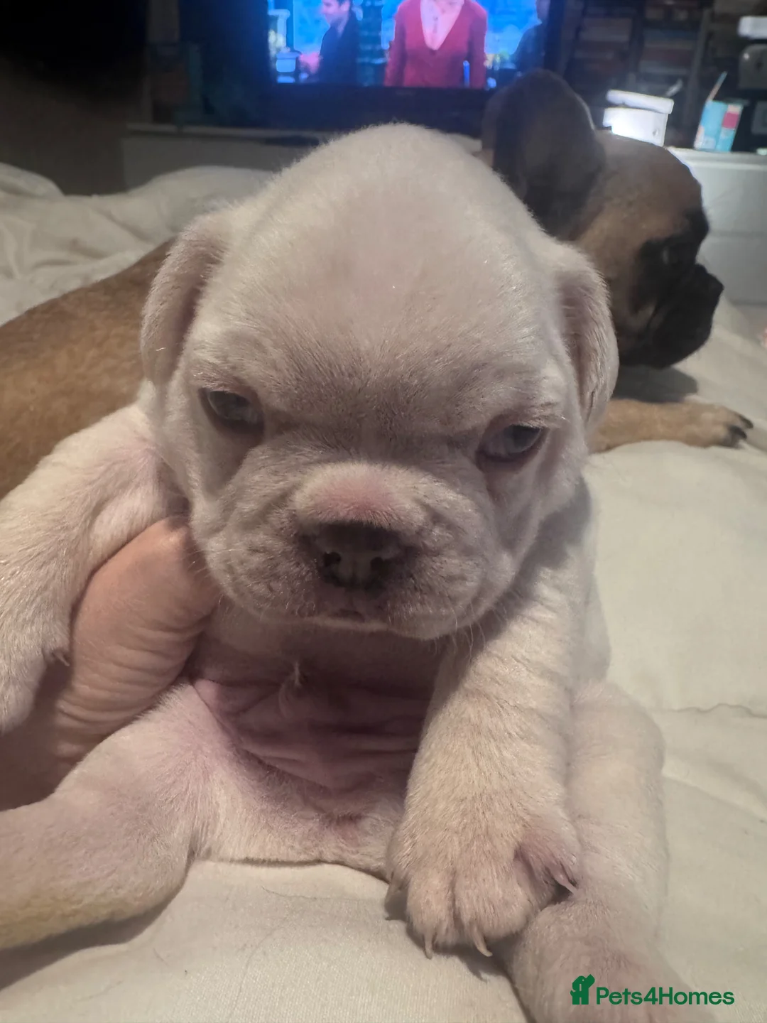 French Bulldog dogs for sale: Beautiful Platinum French Bulldogs - Advert 12