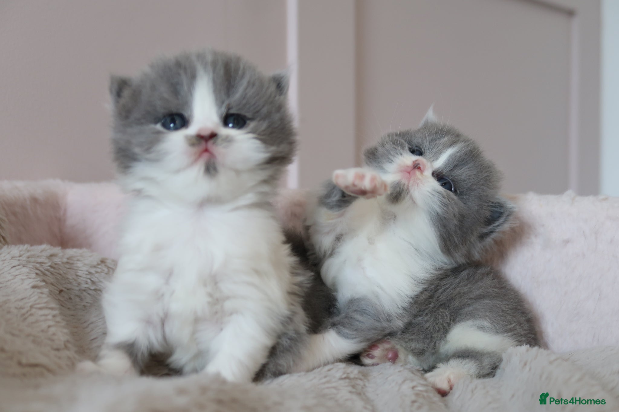 British Longhair cats for sale: British Longhair kittens - Advert 3