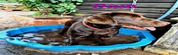 Labrador Retriever dogs for sale: Gorgeous Chocolate Labrador puppies. - Advert 15