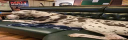 Great Dane dogs for stud: For stud - Advert 7