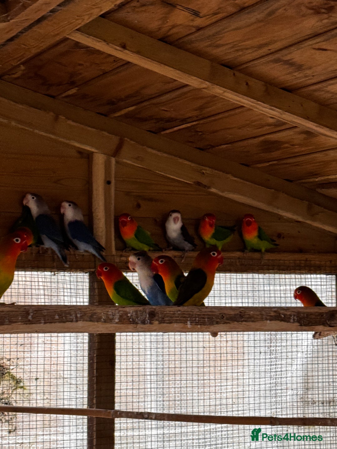 Lovebirds birds for sale: Lovebirds for sale - Advert 8