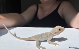 Bearded Dragon reptiles for sale: Baby beardies - Image 27