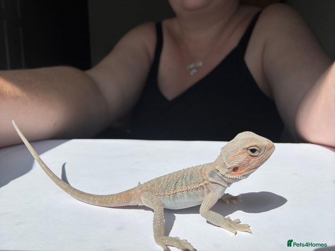 Bearded Dragon reptiles for sale: Baby beardies - Image 27