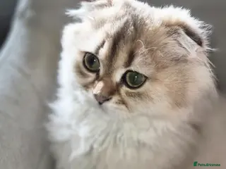 Scottish Fold cats Scottish Fold and Scottish Straight boys - Advert 5