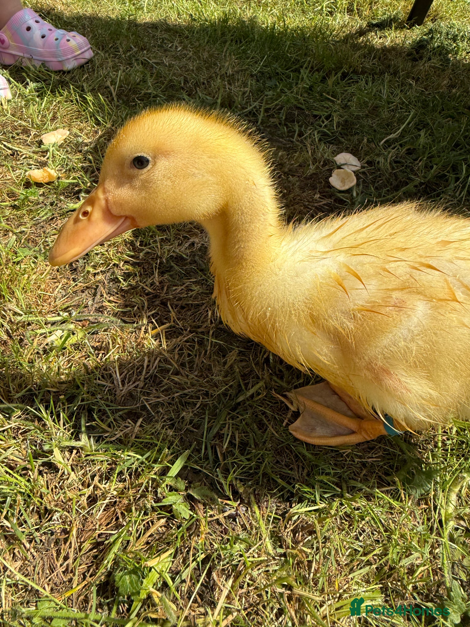 Ducks poultry for sale: Cherry valley ducklings  - Advert 2