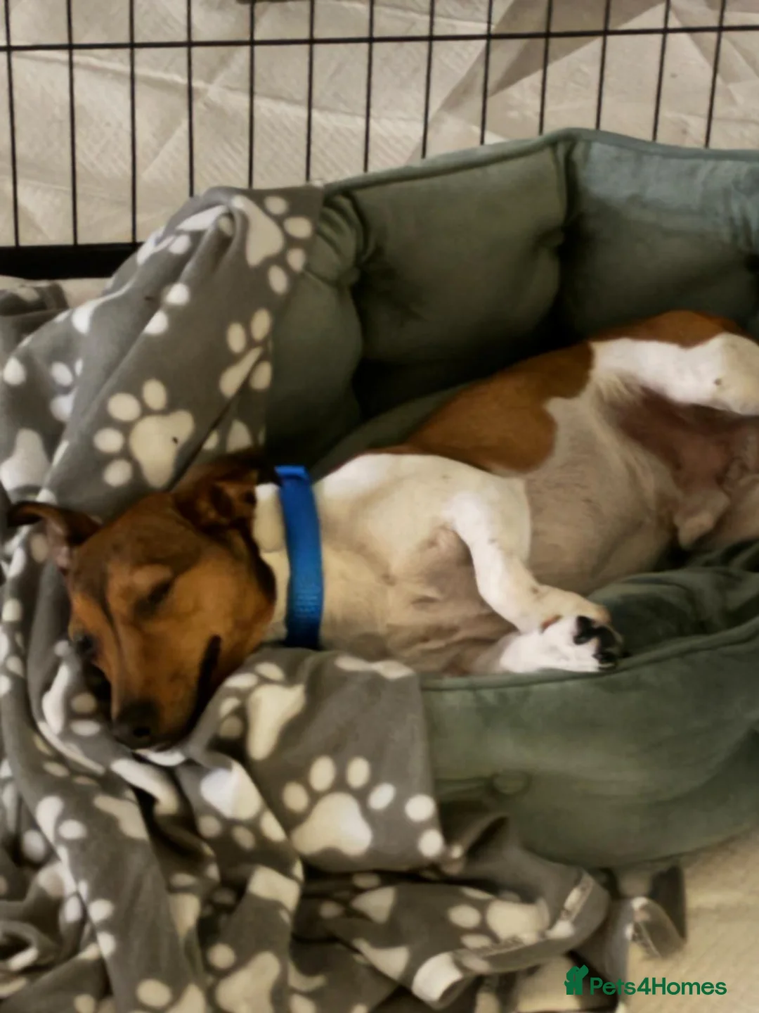 Jack Russell dogs for sale: Jack Russell for Rehoming  - Advert 2