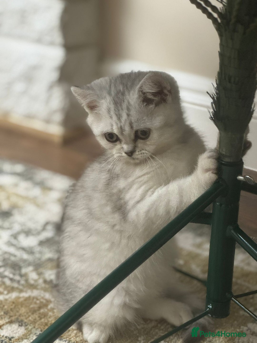 British Shorthair cats for sale: 2 TICA registered BSH kittens  - Advert 26