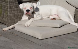 Boxer dogs for sale: White male boxer 1 year old  - Image 1