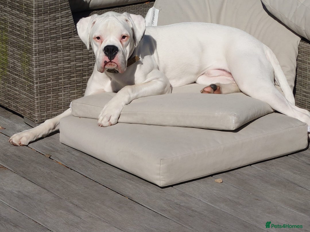 Boxer dogs for sale: White male boxer 1 year old  - Image 1